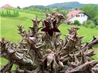 4a30743c-Caralluma hesperidum.JPG